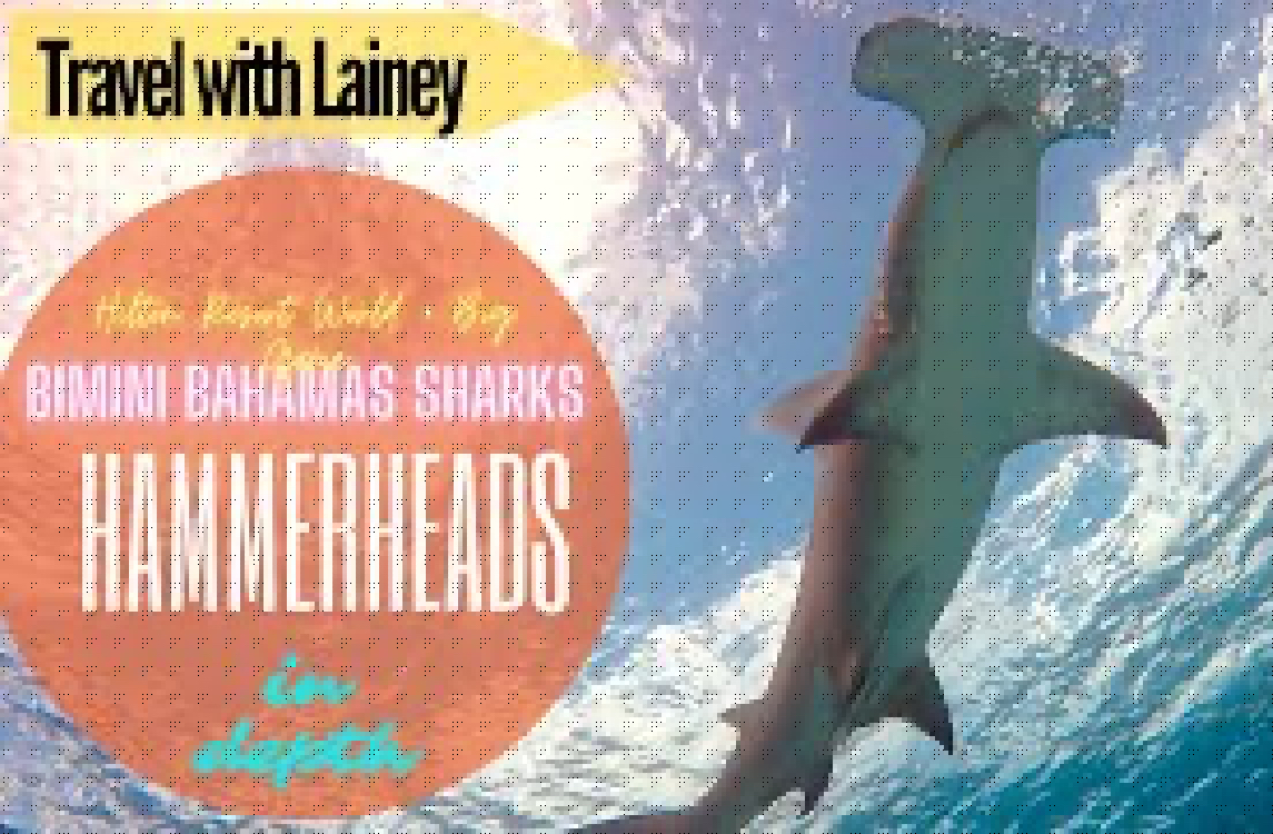 Bimini Shark Getaway - In Depth - January 2019